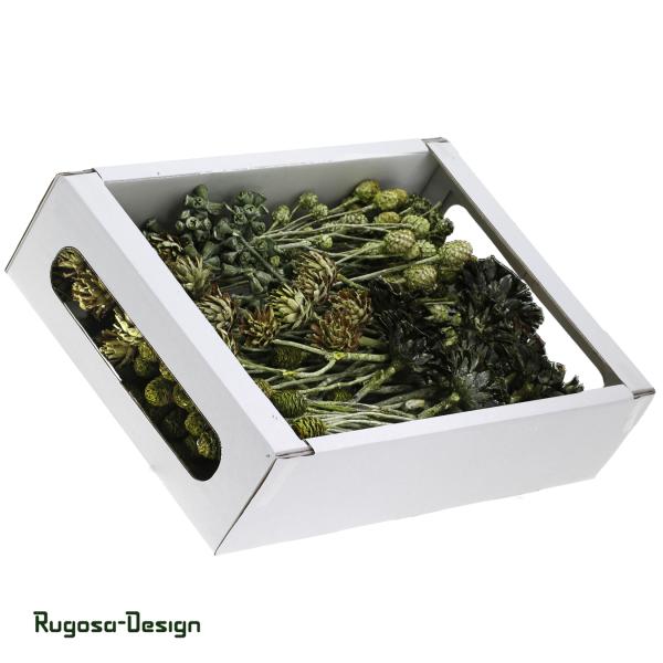 Exoten-Sortiment, lime/raureif, 8fach